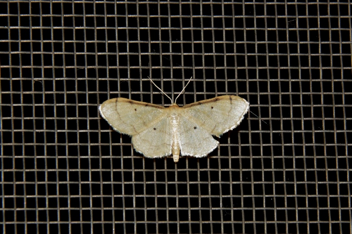 Idaea straminata? No, Idaea politaria - Geometridae